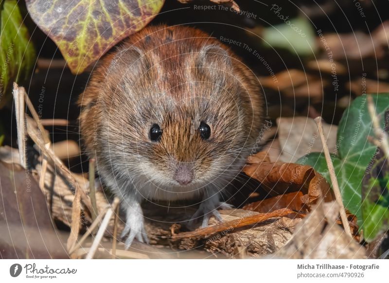 Curious mouse bank vole Mouse myodes glareolus Animal face Head Eyes Nose Muzzle Ear Pelt Observe Looking Wild animal Forest Twigs and branches Leaf Sunlight