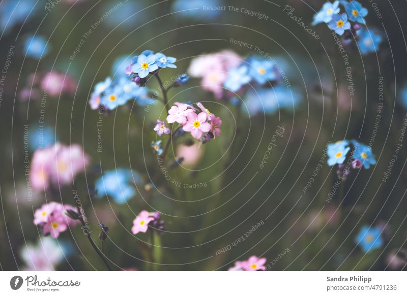 Forget-me-not in pink and light blue against blurred background Spring Flower Blossom Plant Blue Pink Nature Garden blurriness Close-up pretty Exterior shot