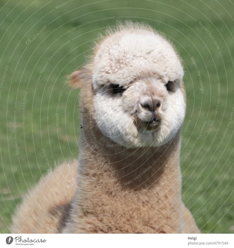 ALPACA AIR