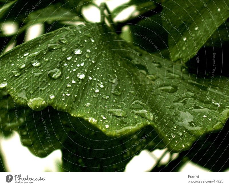leaf Leaf Green Tree Water Drops of water Nature