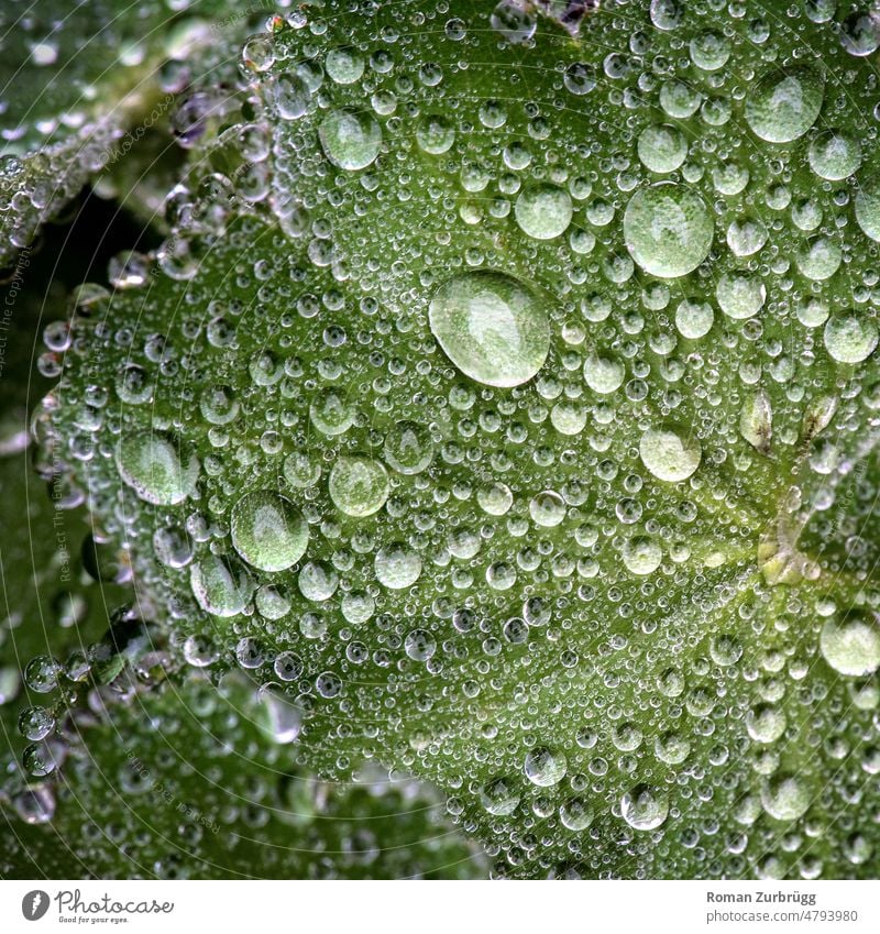 Lady's mantle with water drops Drops of water Alchemilla vulgaris alchemilla rosaceae Blaat droplet Trickle water pearls Light reflection sparkling Fresh