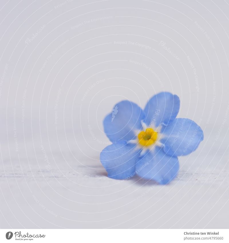 A small light blue forget-me-not flower lies on light background Forget-me-not Blossoming Myosotis Blue Spring Flowering Spring fever pretty romantic Romance