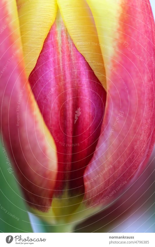 tulip Tulip Blossom Flower Calyx Spring flower come into bloom herald of spring petals Plant blossom variegated luminescent Red Yellow detail Close-up Nature