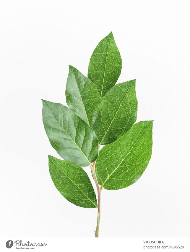 Green leaf branch at white background. green floral nature top view botany leaves natural plant spring summer