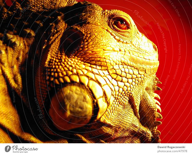 Tyraosaurus Iguanus Green Iguana Red Dragon Dinosaur Saurians Primitive times hehe