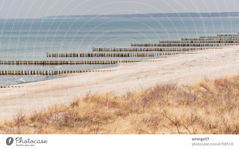 Sandy beach with dune and wooden groynes at German Baltic Sea Baltic beach coastal protection duene Marram grass Wooden platforms Beach Ocean Sky Landscape
