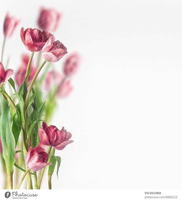 Tulips at white background. Beautiful seasonal springtime flowers bunch tulips beautiful front view copy space beauty bouquet nature bloom blossom blurred