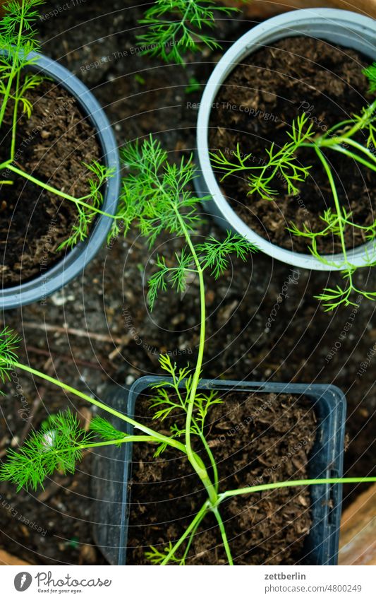 Very young fennel awakening spring Spring spring awakening Garden allotment Garden allotments bud Deserted Nature Plant tranquillity Holiday season Garden plot