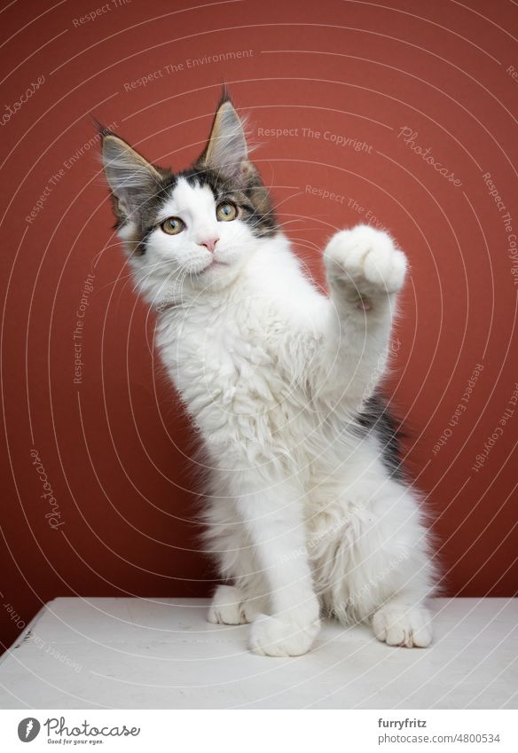 young maine coon kitten playful raising paw cat kitty pets domestic cat fluffy fur feline maine coon cat longhair cat purebred cat studio shot indoors young cat