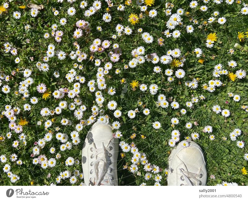 daisy meadow Meadow Daisy Grass Dandelion sunshine Sneakers White Stand Bird's-eye view Flower Spring Garden Bellis perennis blossom blossoms Nature flora