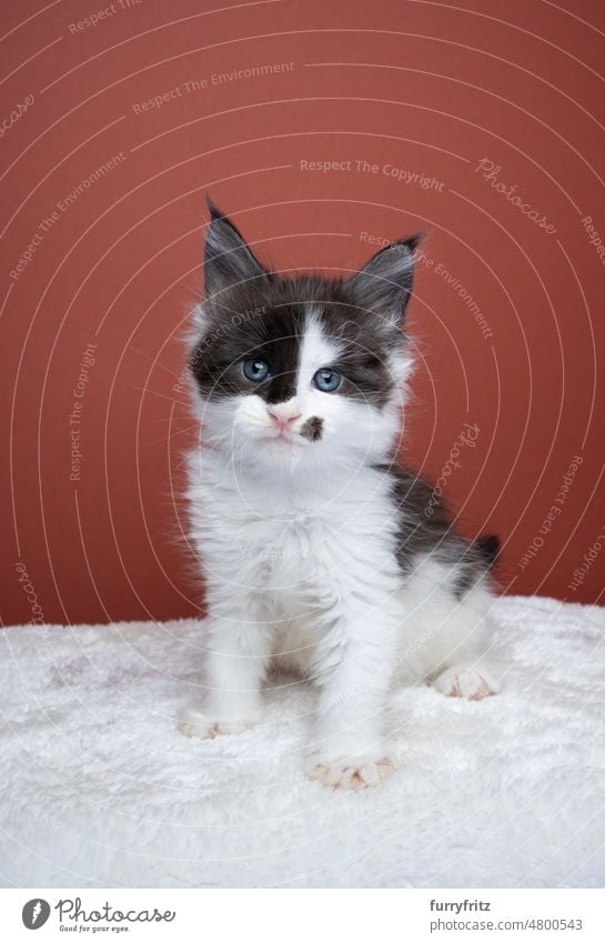 black and white maine coon kitten portrait with copy space cat kitty pets domestic cat fluffy fur feline maine coon cat longhair cat purebred cat studio shot