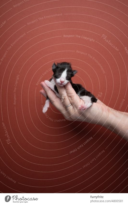 hand holding up newborn black and white tuxedo kitten cat kitty pets domestic cat fluffy fur feline maine coon cat longhair cat purebred cat studio shot indoors