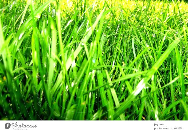 grass Meadow Grass Green Fresh Blade of grass Spring Summer Exterior shot Garden Floor covering Refreshment