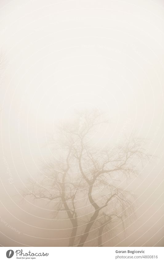 Tree in the foggy winter day tree nature misty landscape magic dark scary fantasy light mysterious weather season outdoor spooky mystery autumn perspective