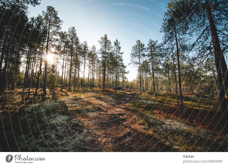 Sunset in the Finnish wilderness near Kajaani. A sightseeing route through the rocky terrain in the forest. Autumn in Suomi. Hiking adventure outside