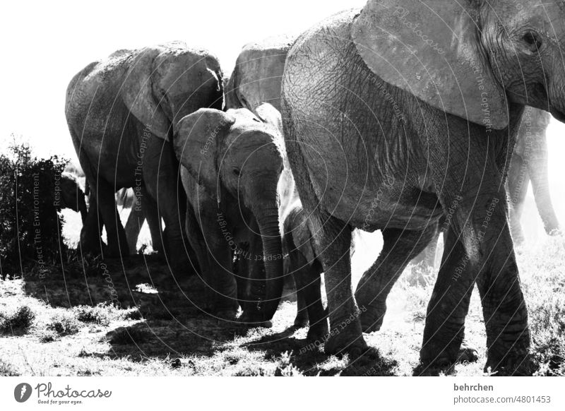 In the thick of it instead of just being there Africa Cute Safety (feeling of) Trust Protection Ivory Baby animal Large addo elephant national park pachyderms