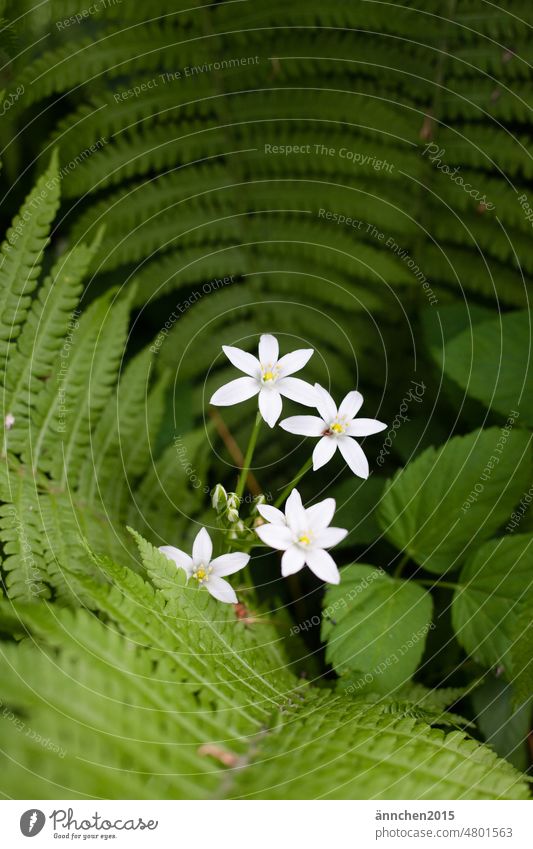 white small flowers framed by fern and green Fern Shadow Shadow bed Blossom White Green Aegopodium podagria Spring Summer Colour photo Nature Plant Flower