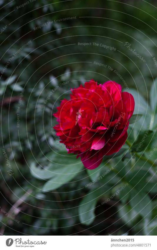 Red flowering peony Peony Blossom Garden Country  garden Spring Summer Flower Green Nature Pink pretty Plant Colour photo Blossoming Close-up Blossom leave