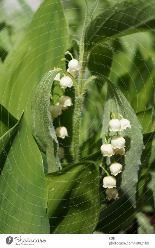 Lily of the valley | delicate and fragrant. Plant Flower Blossom early summer Season white calyxes White Green venomously pretty Delicate transient Fragrance
