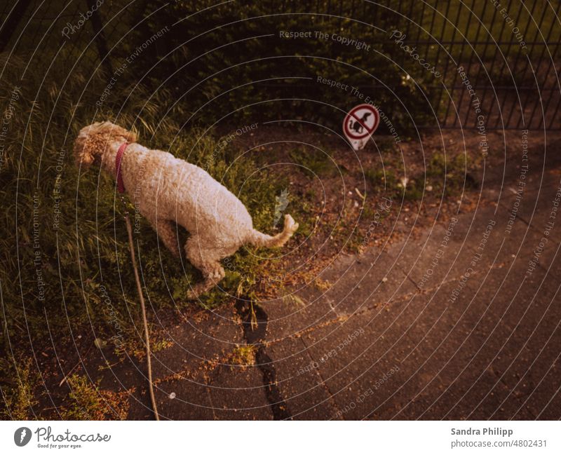 Dog performs his need to defecate forbidden notdurft Walk the dog To go for a walk Exterior shot Prohibition sign Animal Colour photo Pet Nature Animal portrait