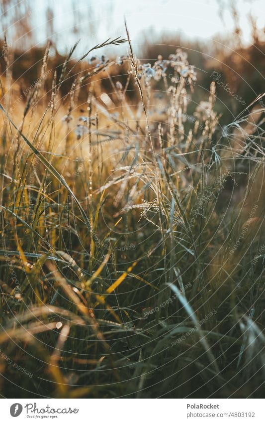 #A0# Morning dew morning dew Grass Grassland Tuft of grass Grass meadow Meadow Dawn in the morning morning mood morning light morning sun The Orient