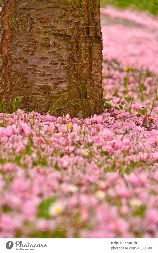 a sea of pink petals that fell from the tree into the grass zoomed in view closeup pretty scenic springtime purple way carpet decorative landscape trees fresh
