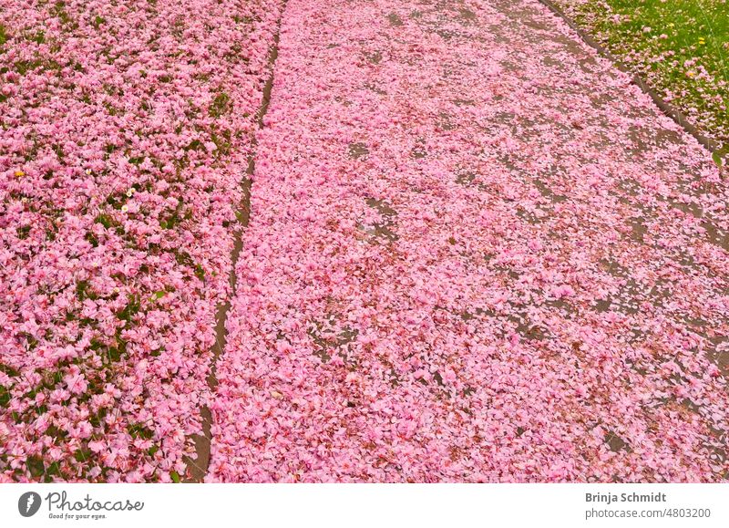 A sea of pink petals fallen on the sidewalk zoomed in view closeup pretty scenic springtime purple way carpet decorative landscape grass trees fresh outdoor