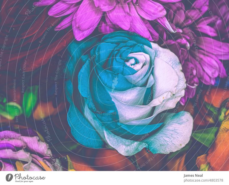 Cosmic roses mixed with other flowers natural color blossom abstract retro beauty background decorative plant grunge macro violet black isolated yellow white