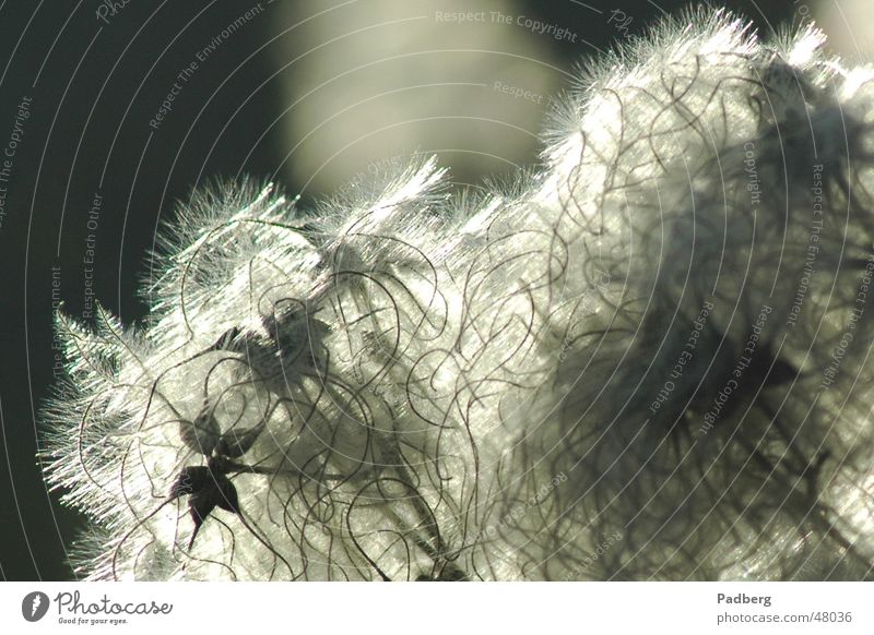 winter fuzz Delicate Back-light Plant Seed before bursting Nature in winter in the winter sun Nikon D70 focal length 180 mm aperture 8.0 shutter speed 1/800