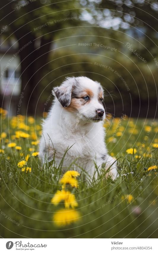 Australian Shepherd cub exploring the garden for the first time. Blue merle sitting in the grass, resting after a run. The cutest puppy of the Canis lupus breed