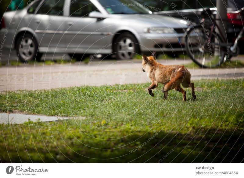 Animal - Fox Berlin hansaplatz Exterior shot