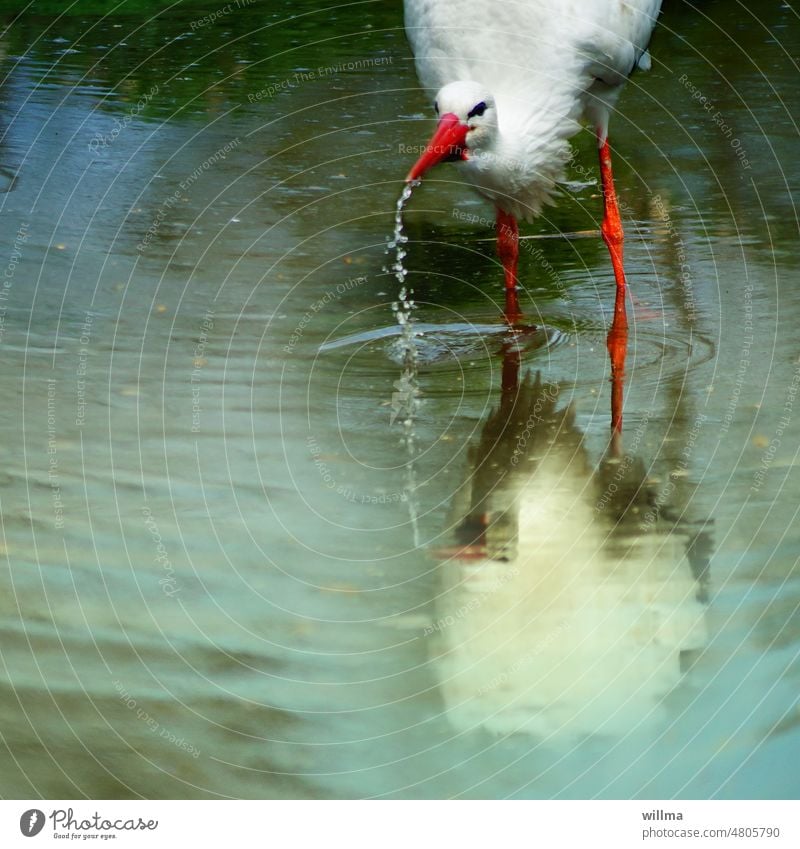 A stork stands in the water and drinks Stork Water Drinking Beak White Stork Drop Pond adebar ponds Migratory bird Bird Animal