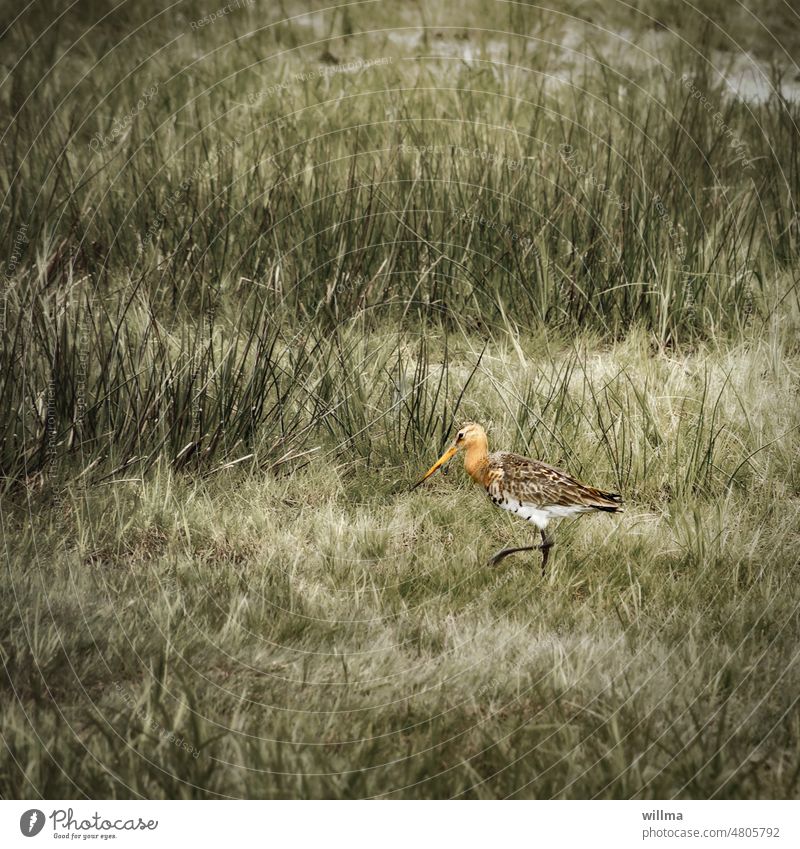 A rare bird in our latitudes - the black-tailed godwit Black-tailed Godwit Snipe Bird Wet meadow Marsh Wading Bird Limosa limosa long bill greta Low Moor Bog