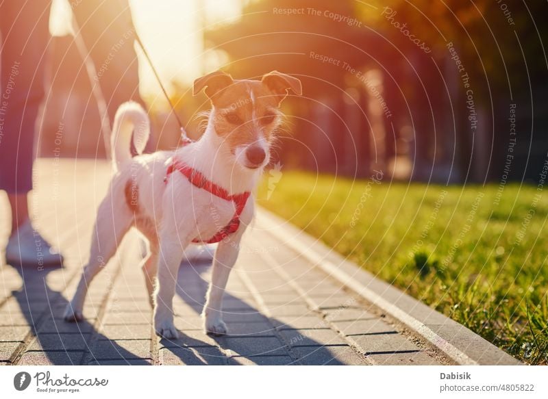 Dog walks at summer city street dog pet cute happy portrait nature grass jack russell adorable terrier spring green play animal garden puppy small breed outdoor