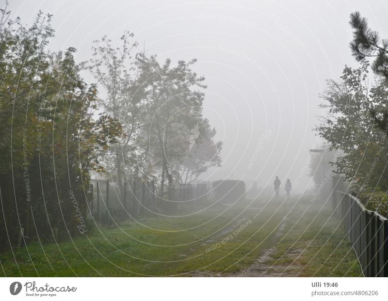 The fog of horror? Fog Sky Environment Nature Landscape To go for a walk Leisure and hobbies Exterior shot Relaxation Calm Light Day Tree Beautiful weather