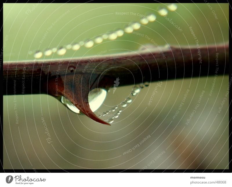 teardrop Fog Spider's web Thorn Bushes Autumn Rope Branch Twig Drops of water datail Macro (Extreme close-up) Dog rose