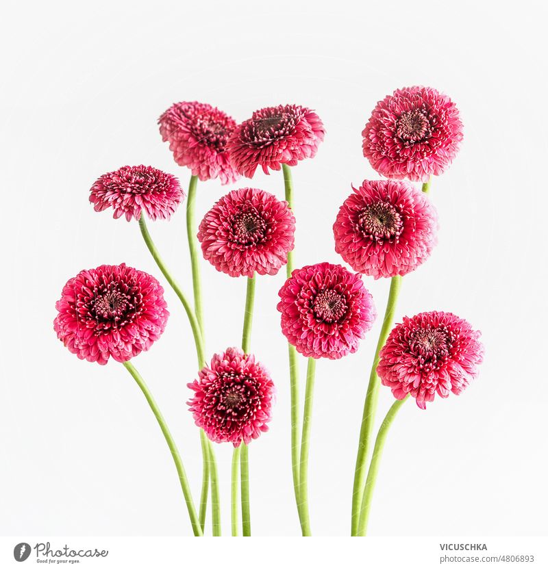 Group of pink Gerbera flowers at white background. group gerbera floral setting front view beautiful bloom blooming blossom chrysanthemum garden flowers green