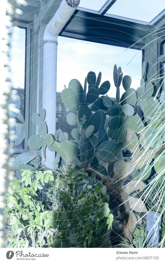 botany Cactus cacti Greenhouse Botany Botanical gardens Shadow aridity Environment Exotic Plant Growth Thorn Window Nature botanical