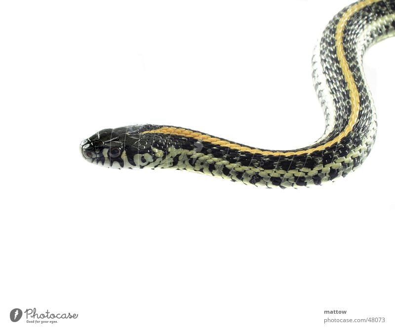 serpentine line Reptiles White Wiggly line Background picture Snake Barn Eyes