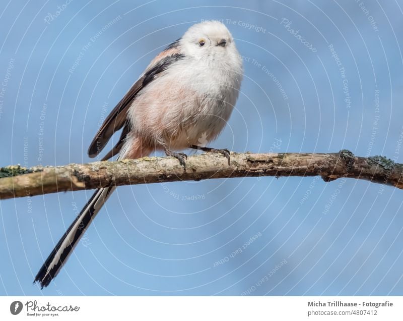 Long-tailed Tit on a Branch Aegithalos caudatus Tit mouse Bird Animal face Grand piano Claw Head Feather Eyes Beak Wild animal Looking eye contact Small Cute