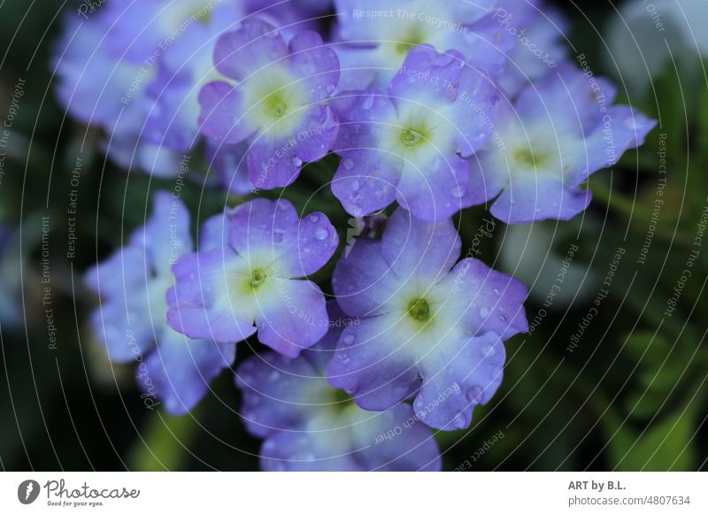 little flowers Flower blossoms Garden Plant Blue Yellow Green Drop Rain raindrops Water Drops of water