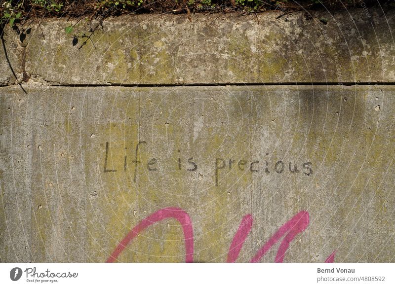 Life is precious life saying Graffiti valuable Wisdom lifeisprecious Green pink Wall (building) Moss Weather site-face concrete Daub motto writing