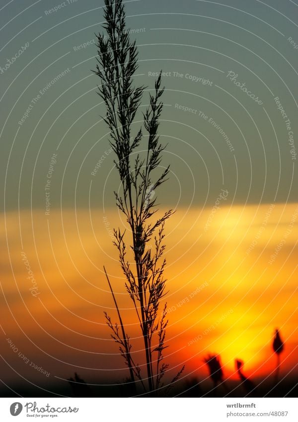 The last blade of grass Grass Blade of grass Plant Sunset Clouds Red Yellow Gray Black Meadow Autumn October Stalk Back-light Colour transition Color gradient