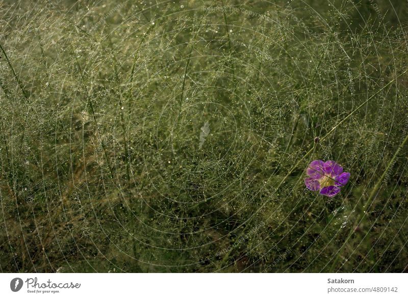 A Pink flower in the Cyrtococcum patens field weed outdoor plant pink fall environment background nature fresh leaf natural green wildflower blossom soft meadow