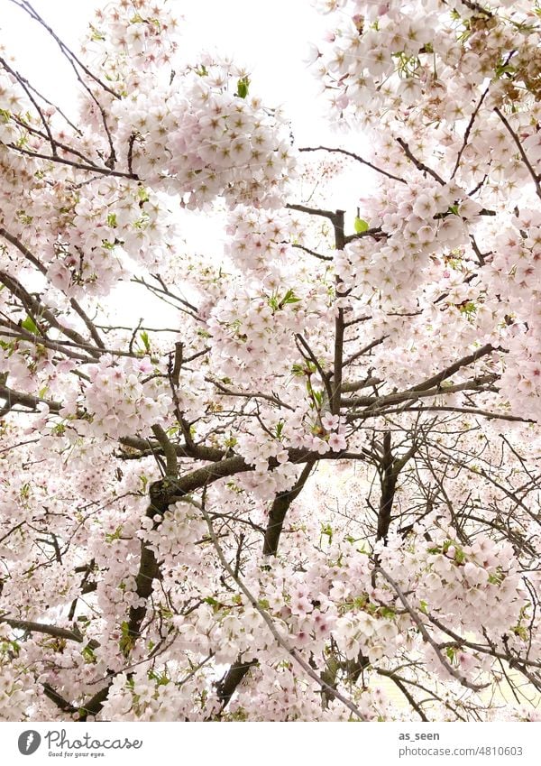 tree blossom Tree buzz Pink ornamental niches Sky branches twigs Japan Branches and twigs Plant Nature Exterior shot Colour photo romantic Spring blossoms