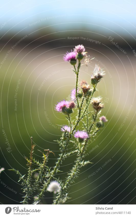 Closeup of spiny plumeless thistle flowers with blurred background plant leaf natural closeup wild blossom thorn pink nature green flora asteraceae purple