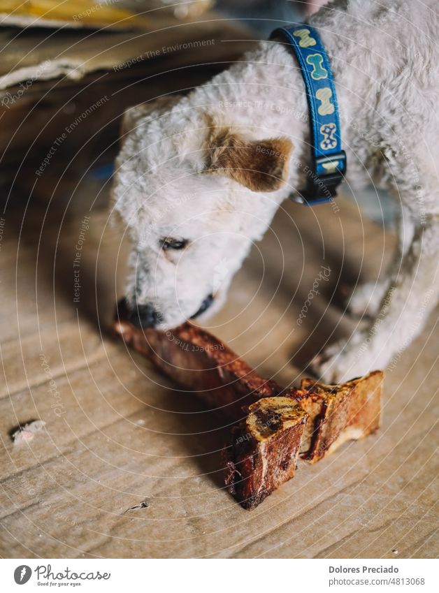 a toy poodle breed dog enjoying a t-bone angus animal barbecue bbq beefsteak brown butcher chop curiously cute cute hairy dog eyes face farm fillet