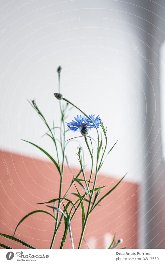 Cornflowers at home wild flower Blue Red red wall Dreamily Worm's-eye view Light and shadow