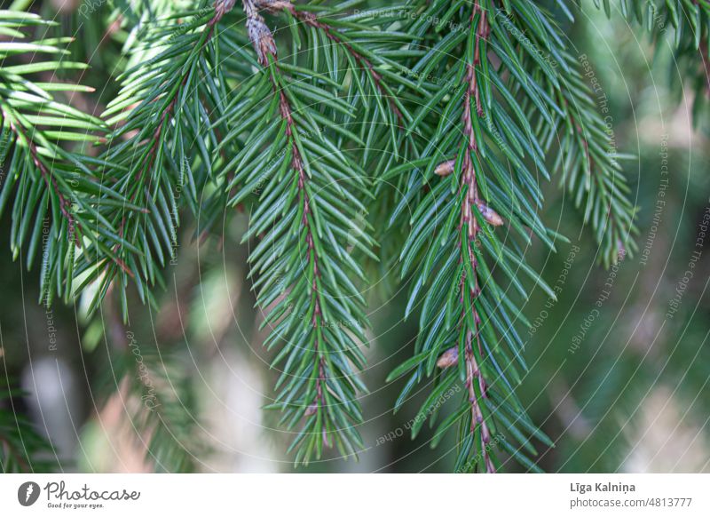 Close up of coniferous tree branches Coniferous Coniferous trees Coniferous forest Tree Forest Colour photo Green Fir tree Tree trunk Plant Landscape Nature