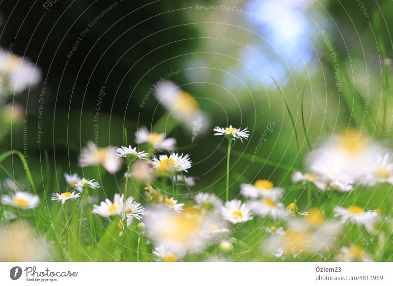daisies Daisy Nature Summer Flower Meadow Yellow Grass Blossom White